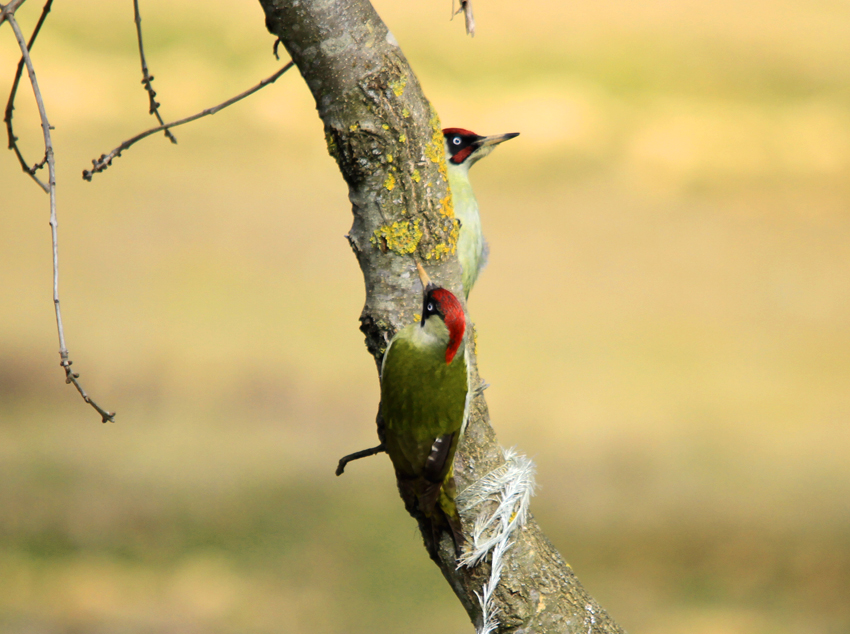 European Green Woodpecker
