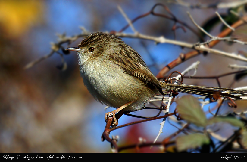 Delicate Prinia