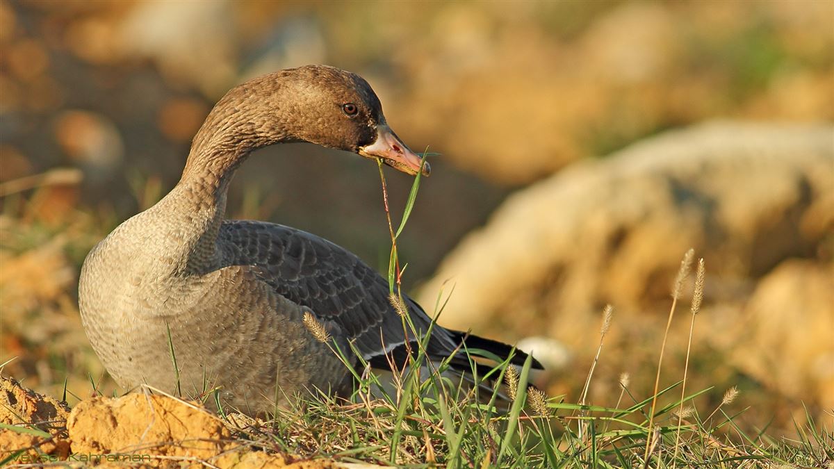 Greater White-fronted Goose