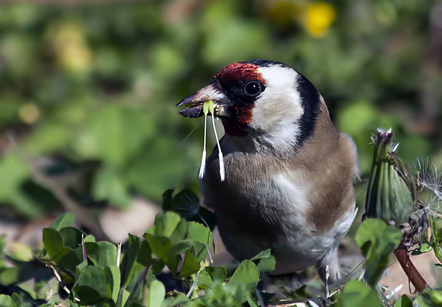 European Goldfinch