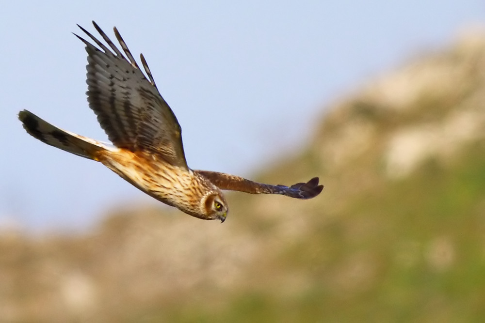 Hen Harrier