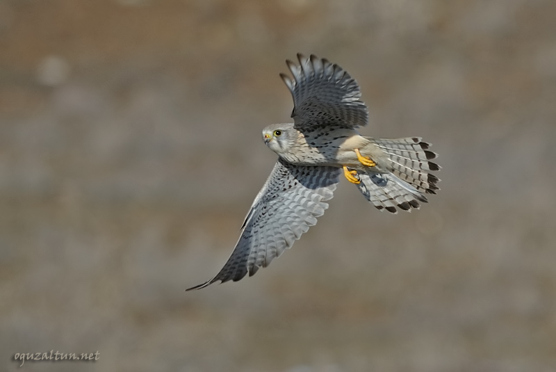 Common Kestrel