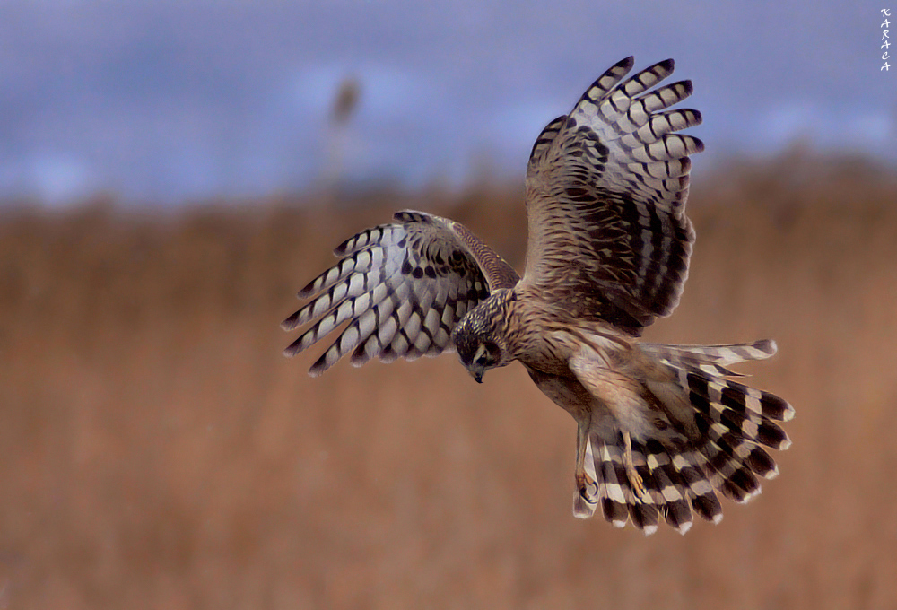 Hen Harrier