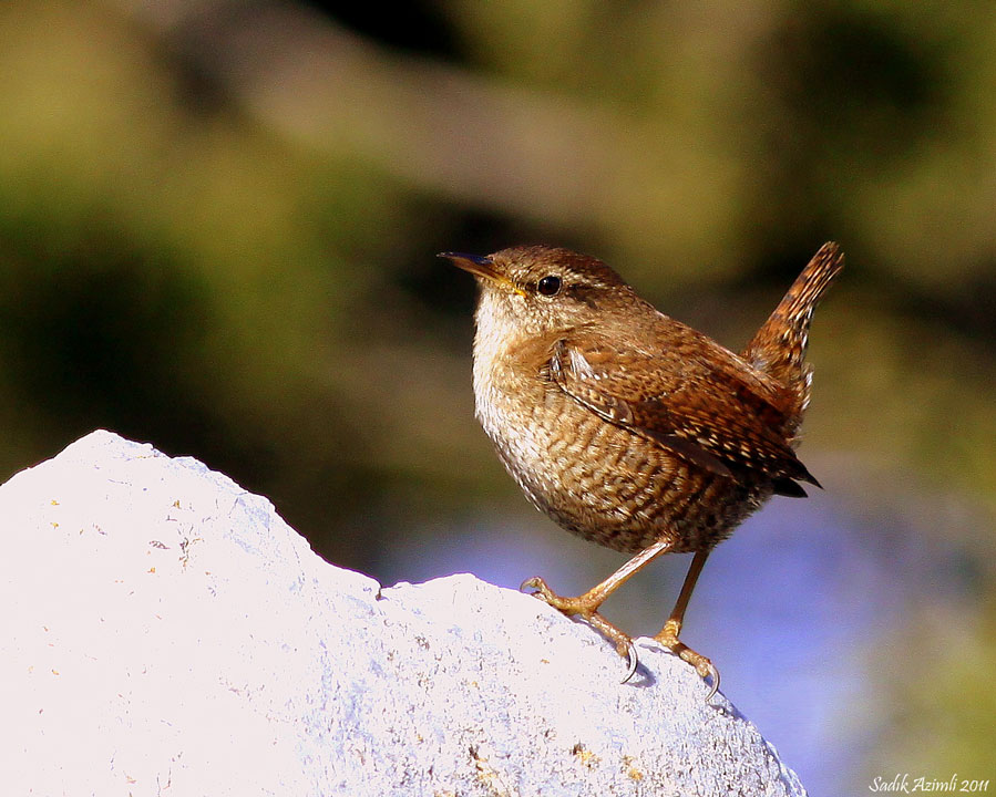 Eurasian Wren