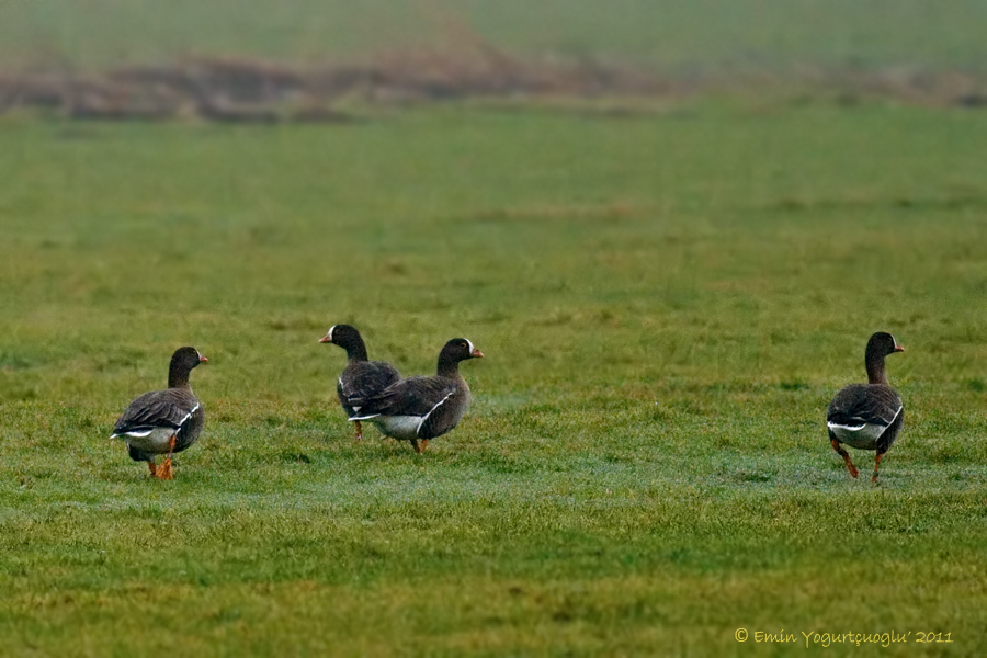 Lesser White-fronted Goose