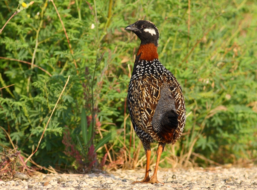 Black Francolin