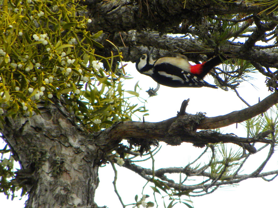Great Spotted Woodpecker