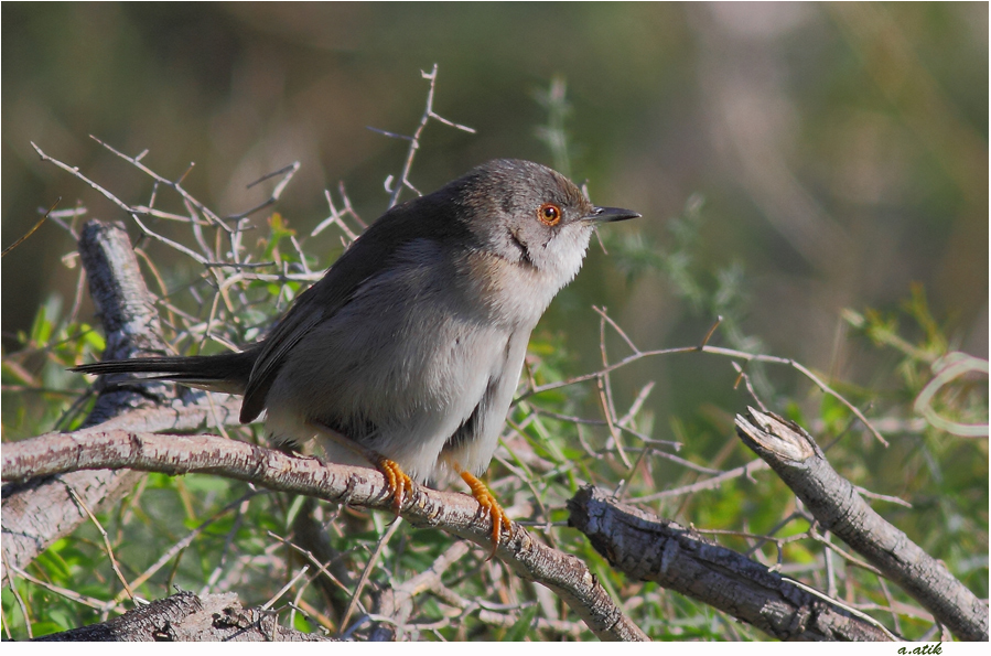 Sardinian Warbler