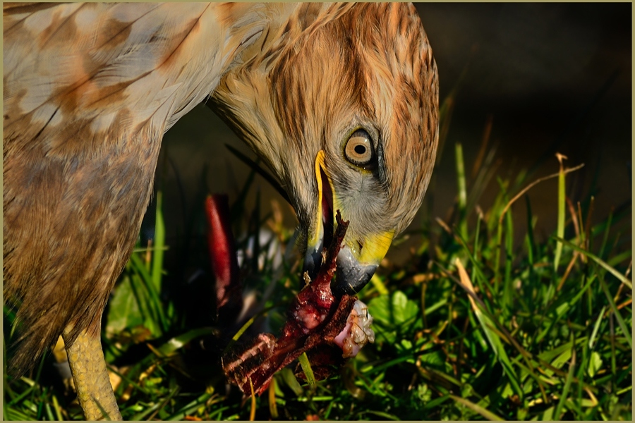 Common Buzzard