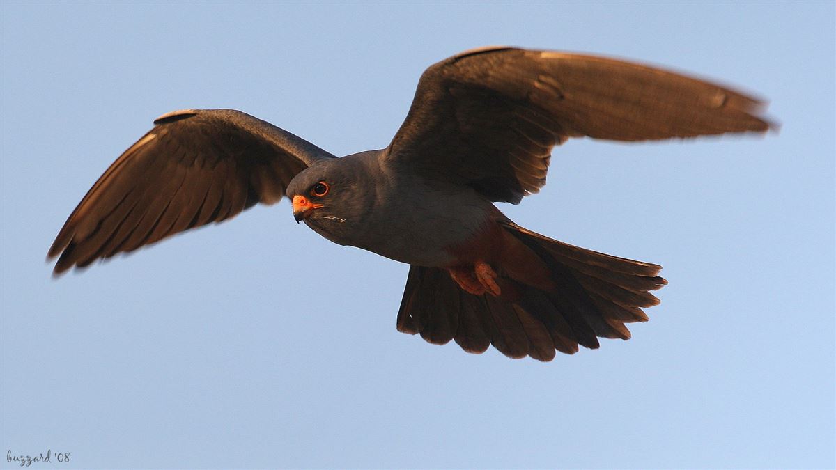 Red-footed Falcon