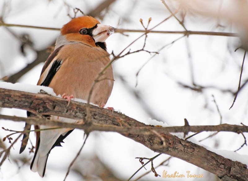 Hawfinch