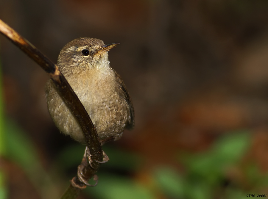 Eurasian Wren