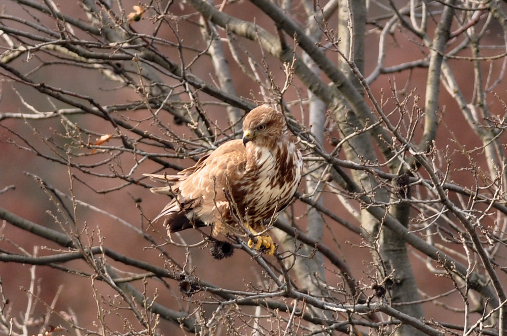 Common Buzzard