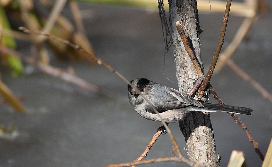 Long-tailed Tit