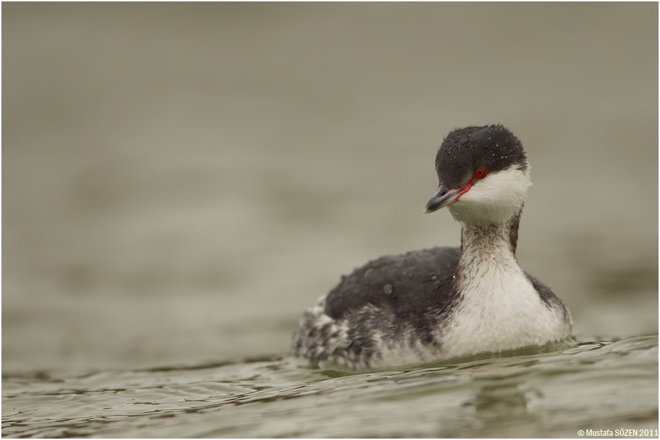 Horned Grebe