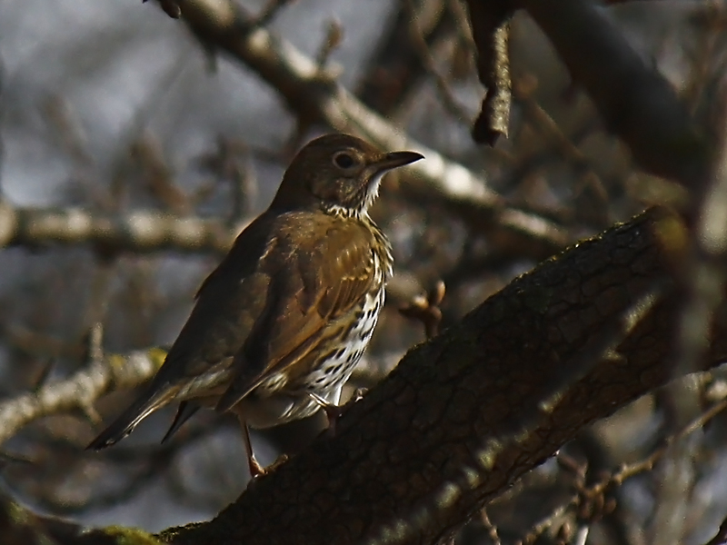 Song Thrush