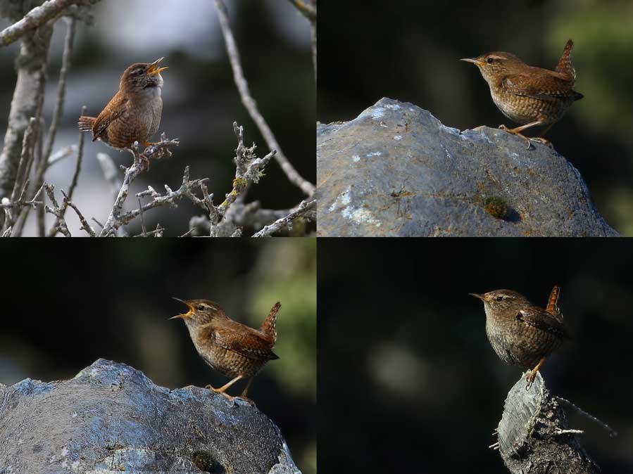 Eurasian Wren