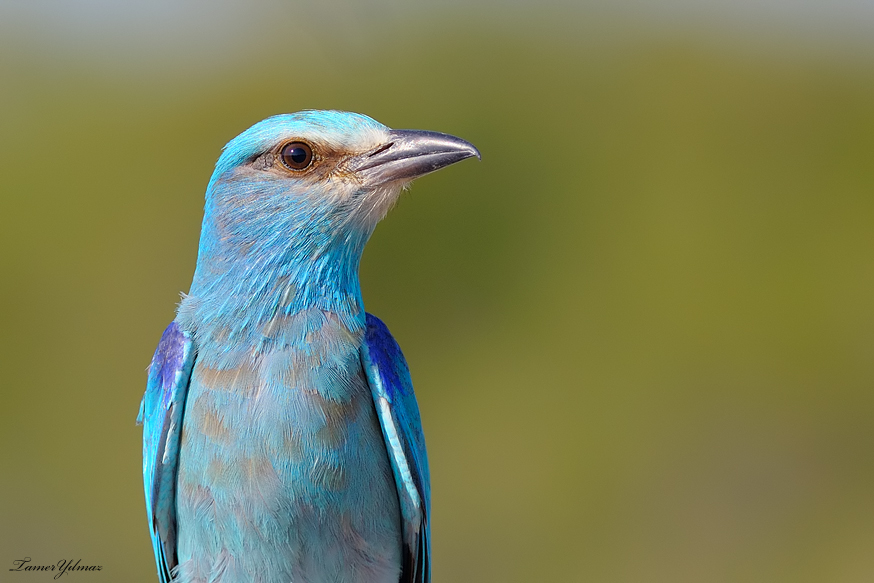 European Roller