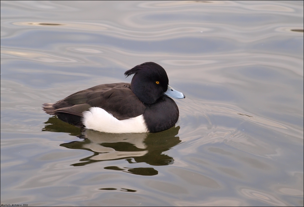 Tufted Duck