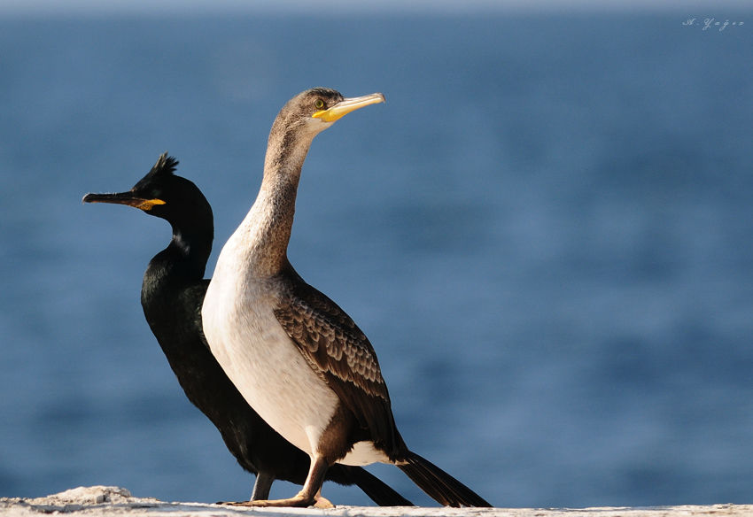 European Shag