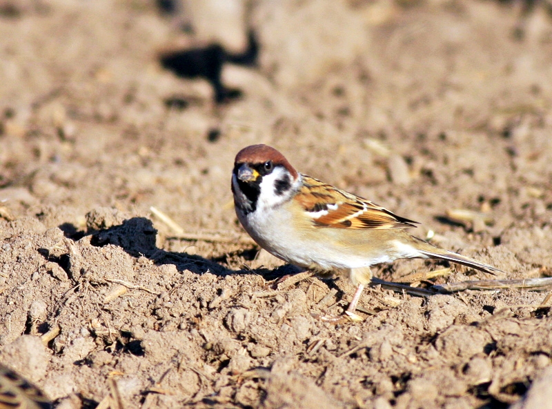 Eurasian Tree Sparrow
