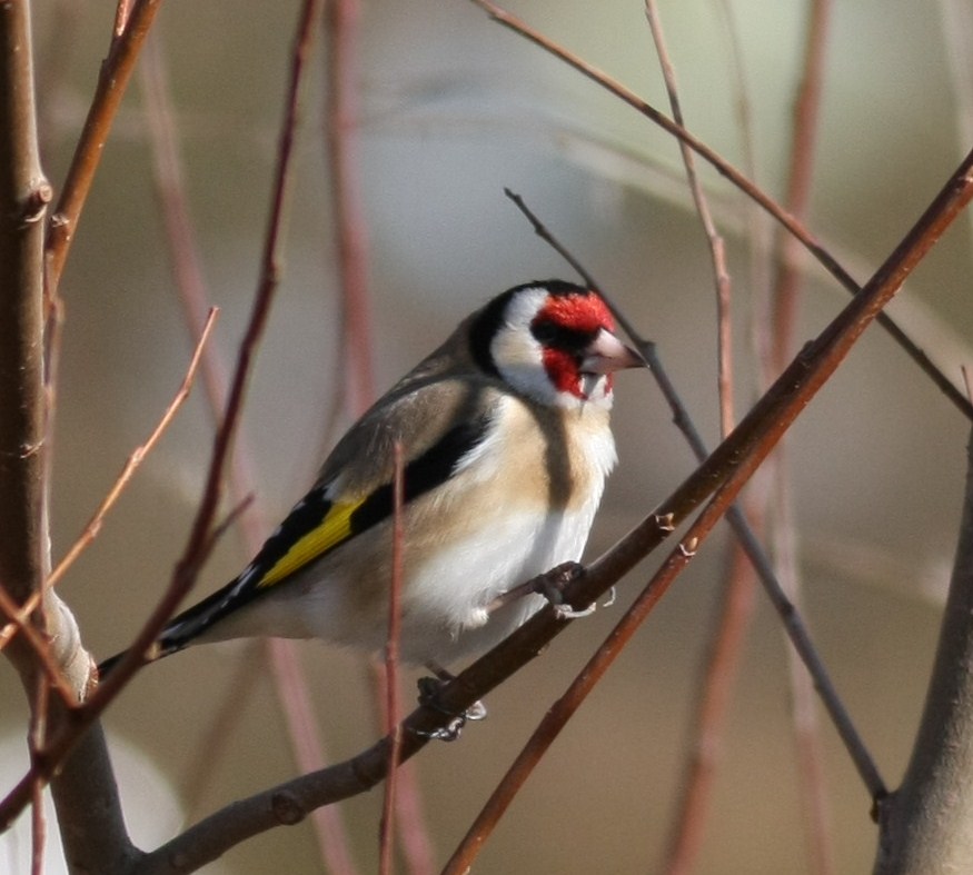 European Goldfinch
