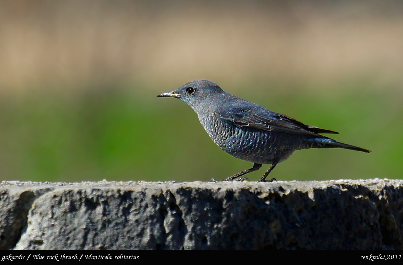 Blue Rock Thrush