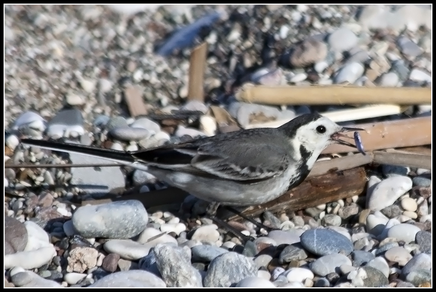 White Wagtail