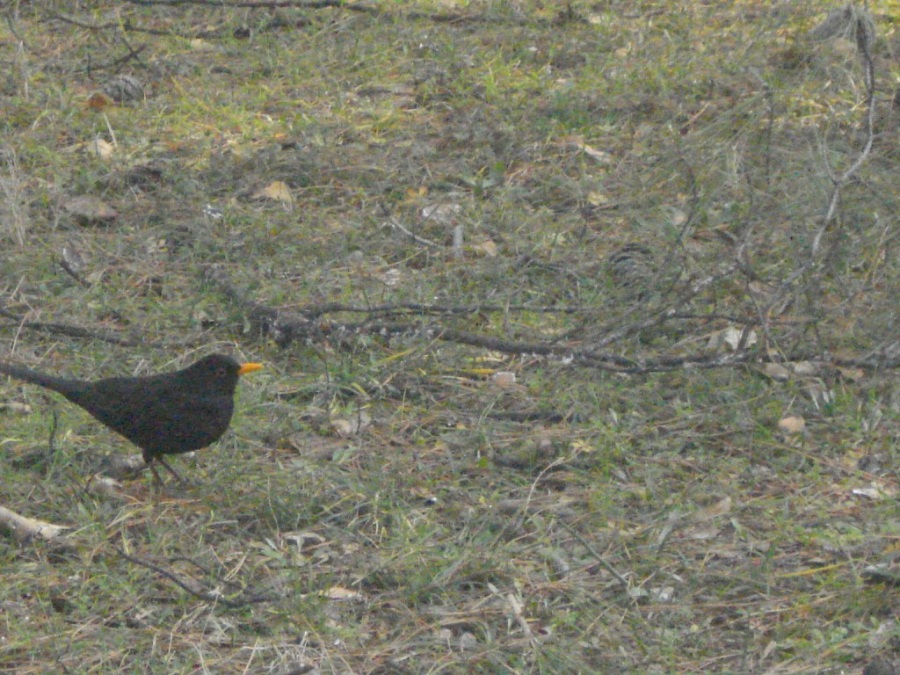 Common Blackbird