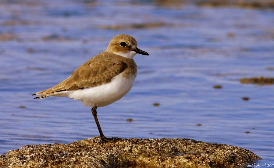 Greater Sand Plover