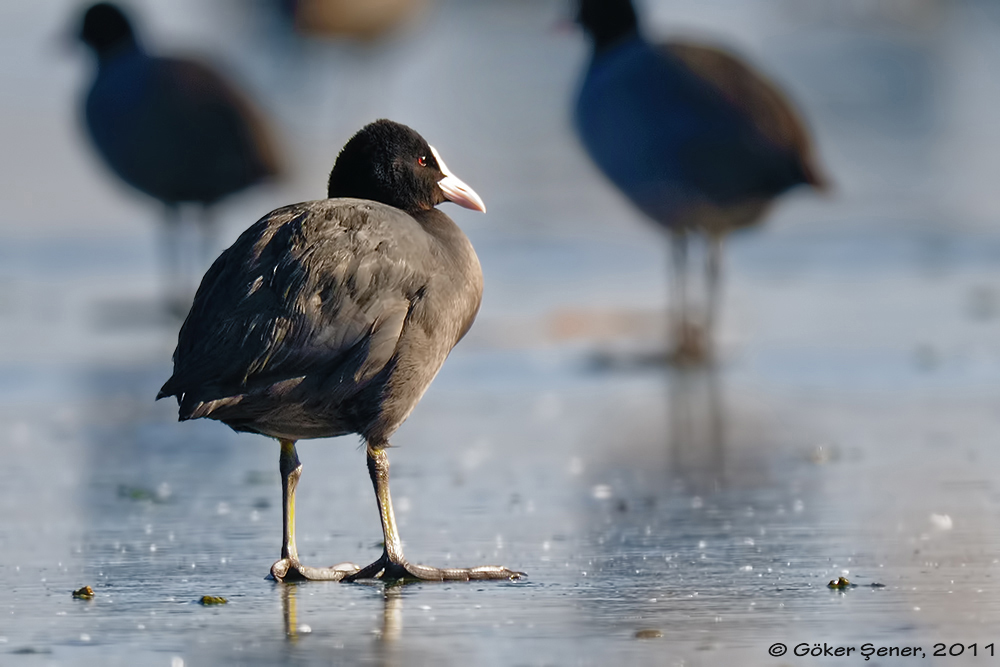 Eurasian Coot