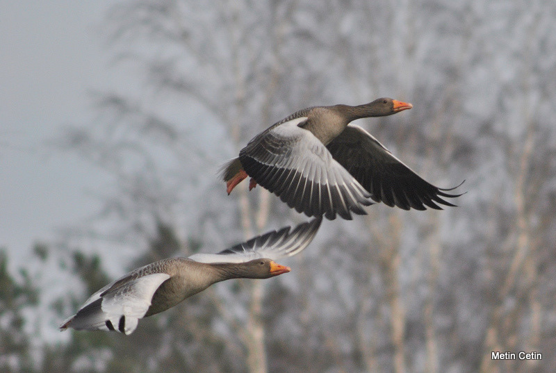 Greylag Goose