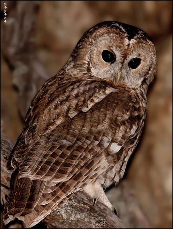 Tawny Owl