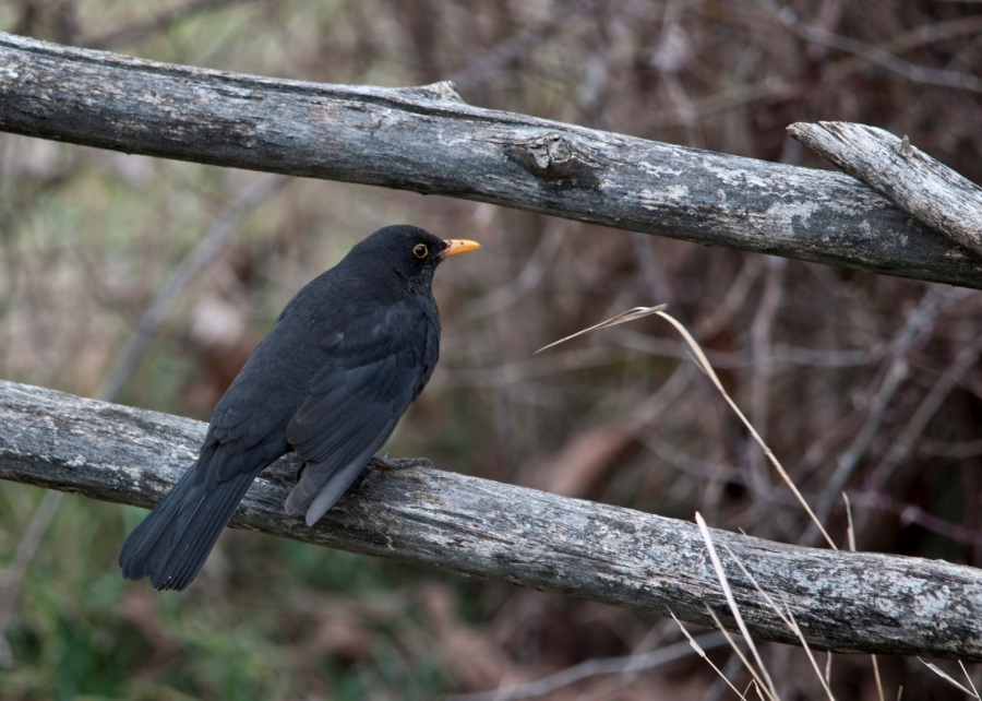 Common Blackbird