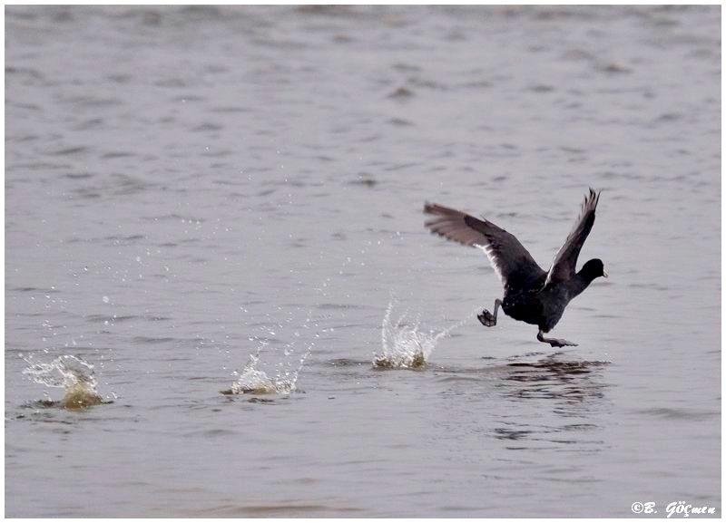 Eurasian Coot