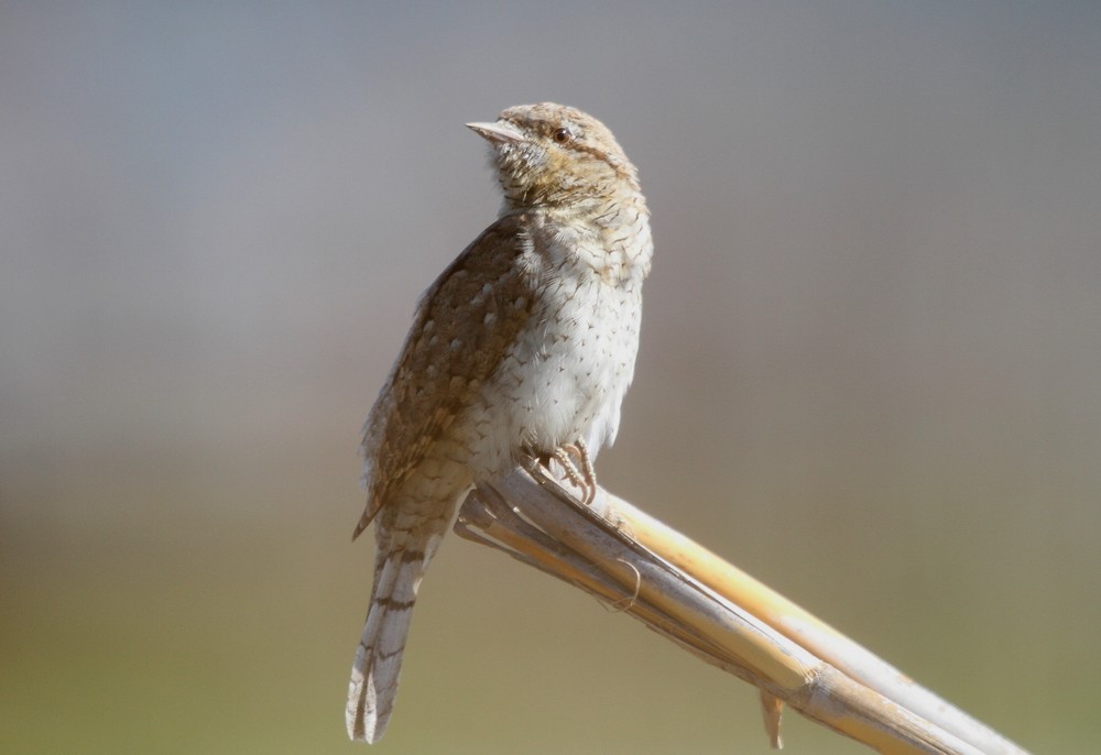 Eurasian Wryneck