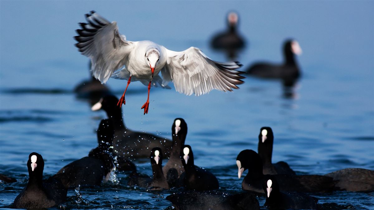 Black-headed Gull