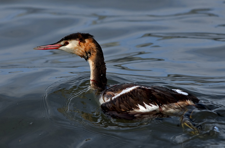 Great Crested Grebe