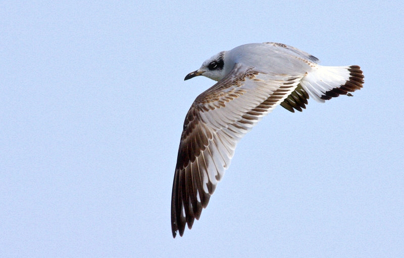 Mediterranean Gull