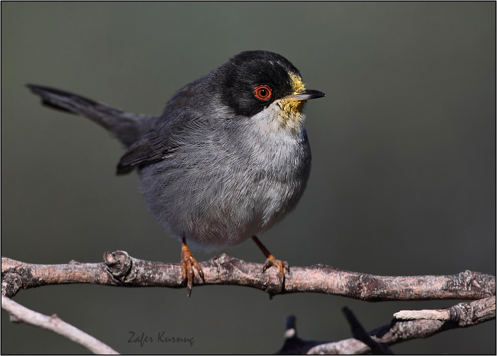 Sardinian Warbler