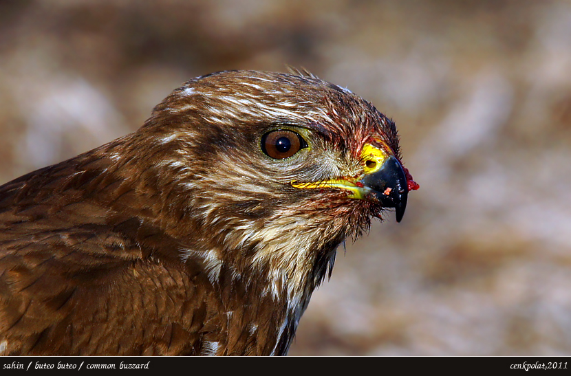Common Buzzard