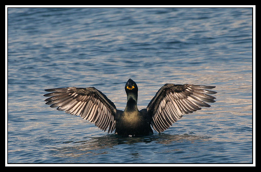European Shag