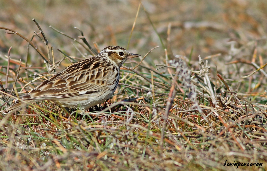 Woodlark