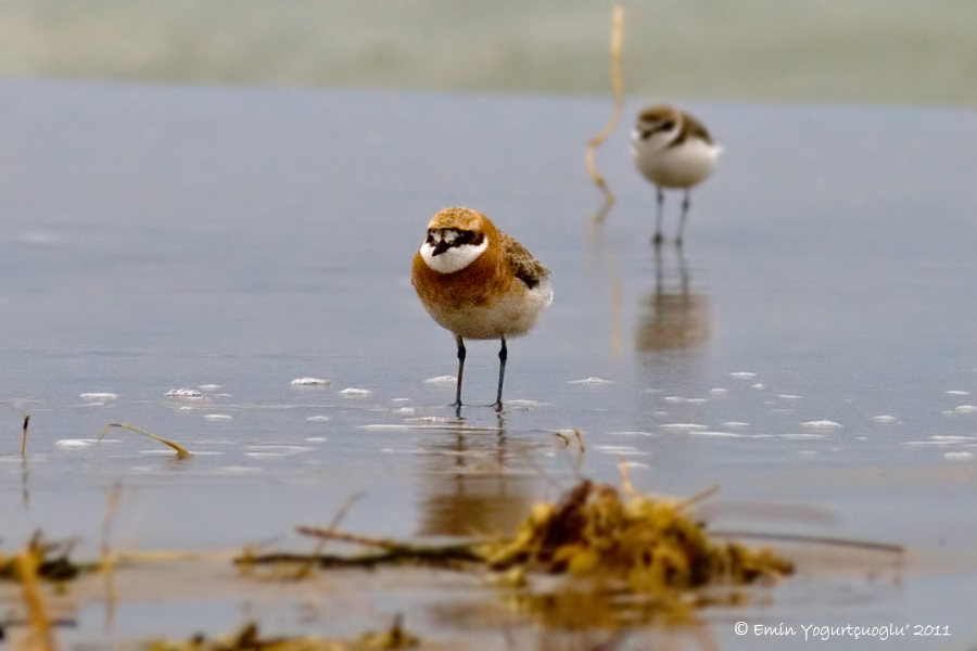 Greater Sand Plover