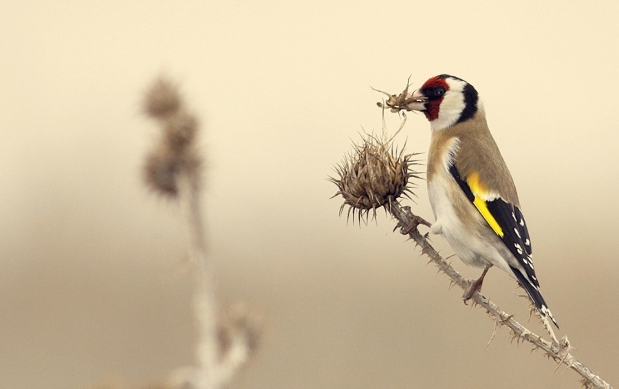 European Goldfinch