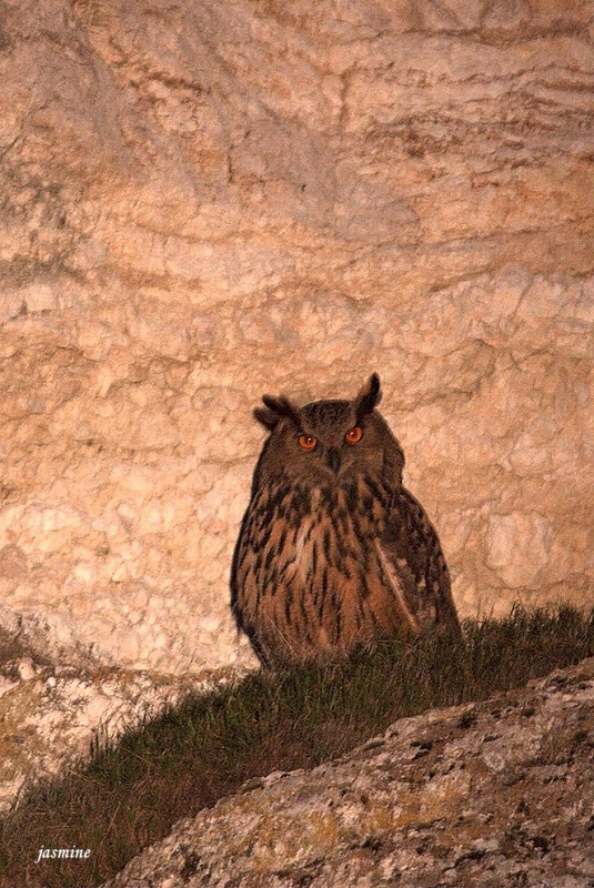 Eurasian Eagle-Owl
