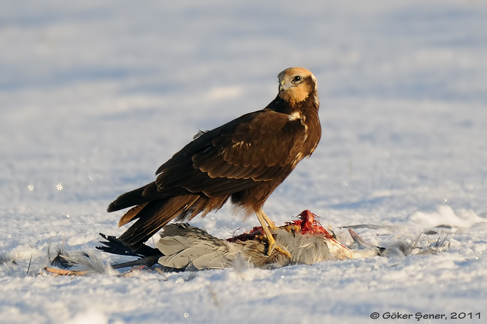 Western Marsh Harrier
