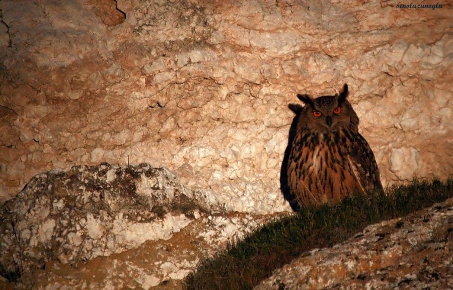 Eurasian Eagle-Owl