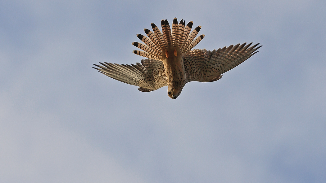 Common Kestrel