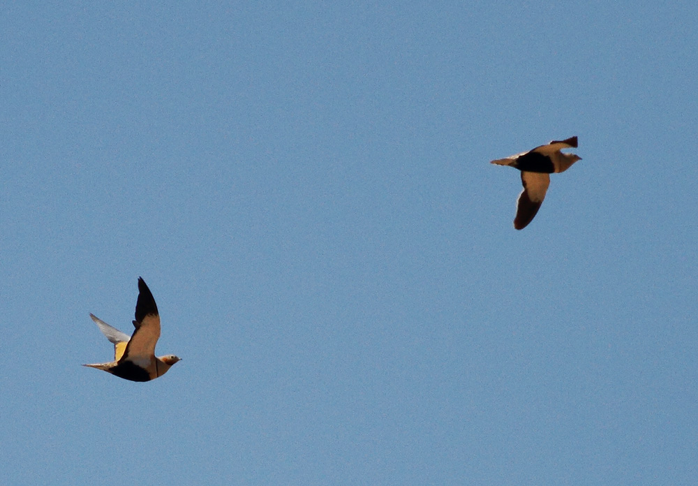 Black-bellied Sandgrouse